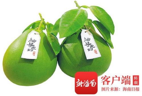 消博會澄邁柚子 國際農民豐收節貿易會助推農產品邁向全球市場